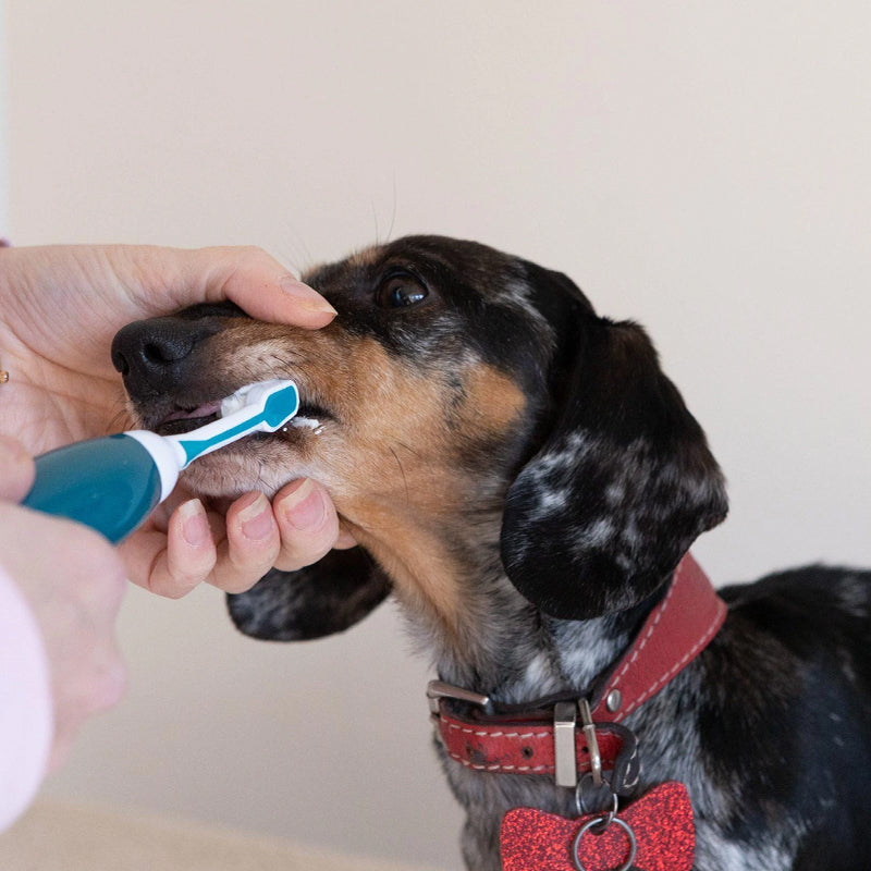Managing client expectations with Emmi-Pet