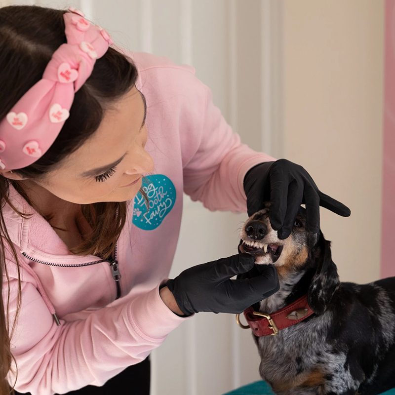 Webinar for Pet Professionals - When and when not to use the Emmi-Pet Toothbrush (Follow up training)