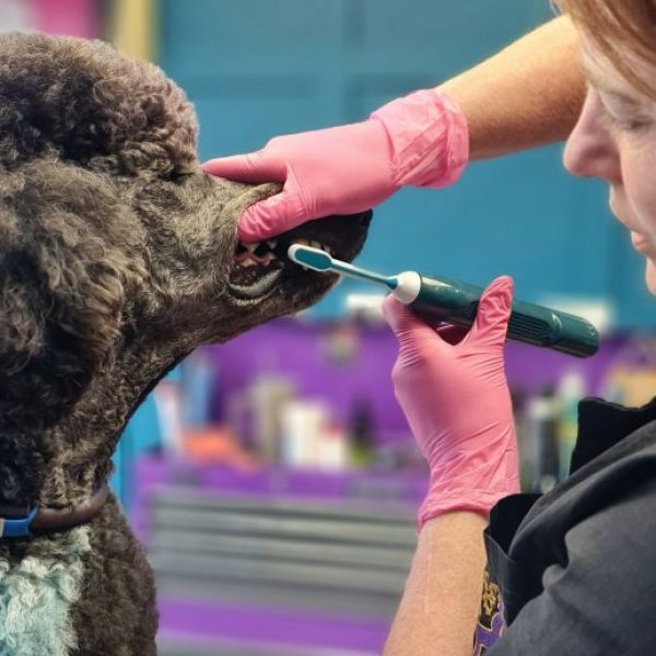 Caroline<br>Glamour Pooch