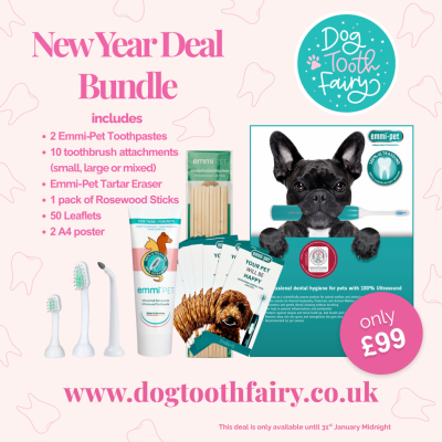 New Year Deal Bundle